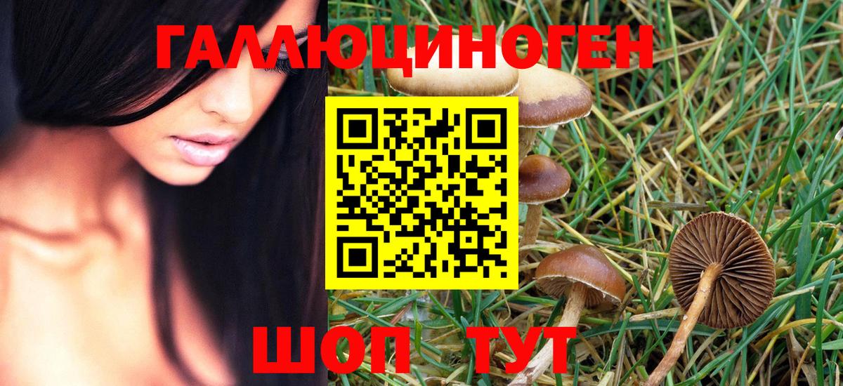 Волхов  Псилоцибиновые грибы MAGIC MUSHROOMS  Вход с VPN 